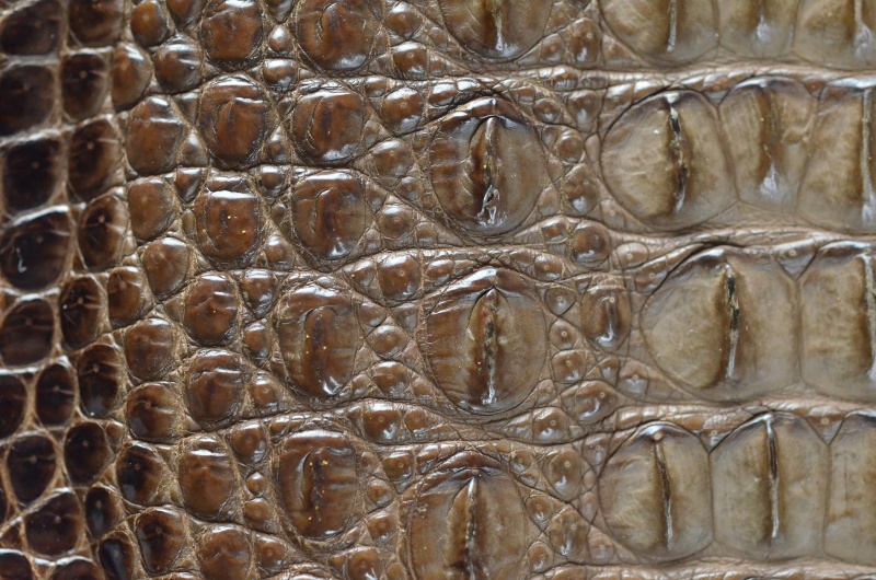 Plik:Skóra krokodyla lub aligatora.JPG