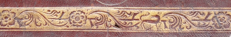 Plik:Arbor vitae 4a.jpg