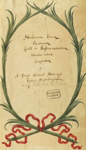 Plik:Palmowe gałązki, namalowane na s. tyt. zielnika zasuszonych roślin, Prusy ok. 1700, BN, POLONA2.jpg