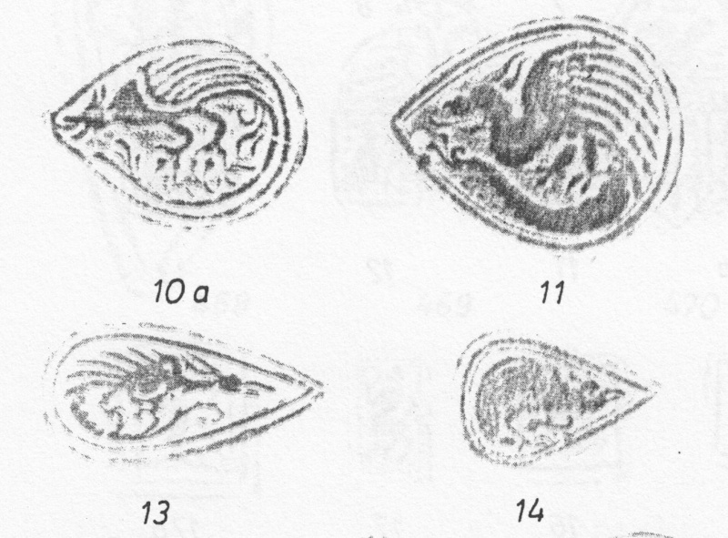 Plik:Bazyliszek 1.jpg