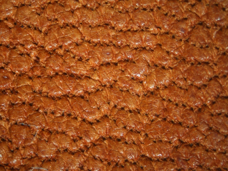 Plik:Skóra sarnia.jpeg