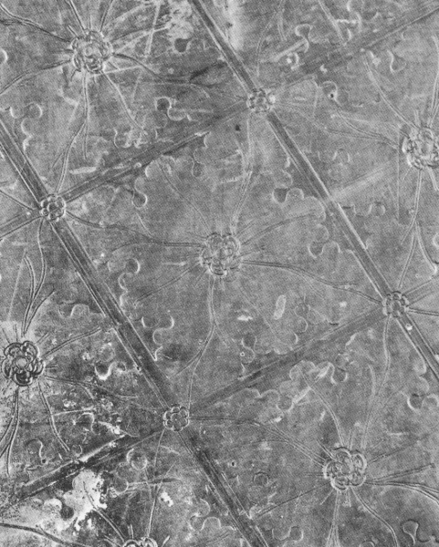 Plik:Nosek, Noski w typie Kopfstempeln współtworzące ornament w formie pierzastych liści na oprawie got., Ulrich Schreier , Salzburg, ok. 1483, wg Mazal 1990.jpg