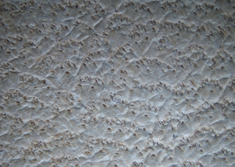 Plik:Skóra owcza.jpg