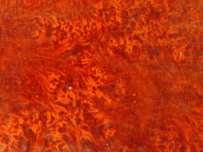 Plik:Marmurek korzeniowy.jpeg